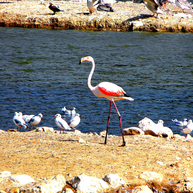 "Flamingo" by Amit Mendelsohn - £50.00 "Flamingo" stock image