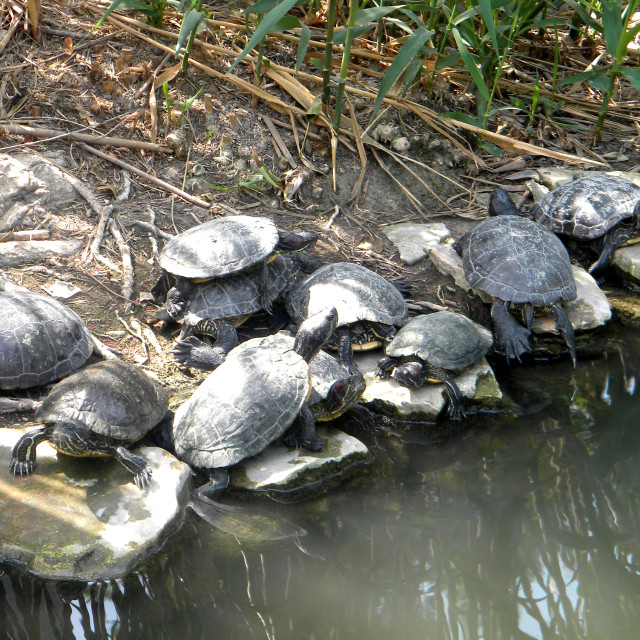 "Turtles" by Amit Mendelsohn - £50.00 "Turtles" stock image