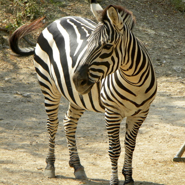 "Zebra" by Amit Mendelsohn - £50.00 "Zebra" stock image