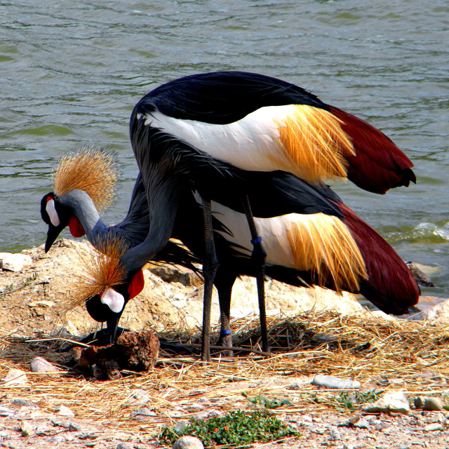 "Grey Crowned Crane" stock image