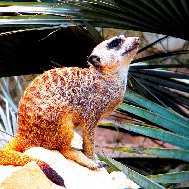 "Suricate" by Amit Mendelsohn - £50.00 "Suricate" stock image