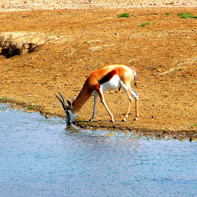 "Springbok" by Amit Mendelsohn - £50.00 "Springbok" stock image