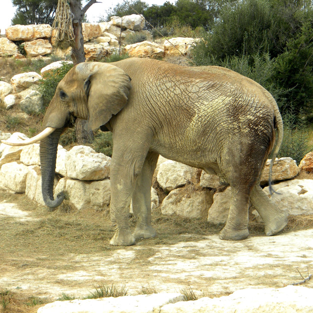 "An elephant" by Amit Mendelsohn - £50.00 "An elephant" stock image
