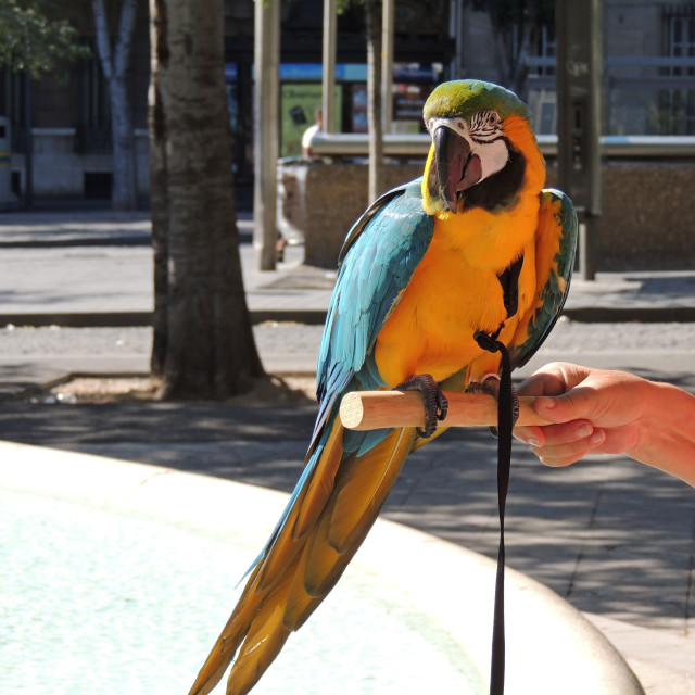 "A parrot" by Amit Mendelsohn - £50.00 "A parrot" stock image