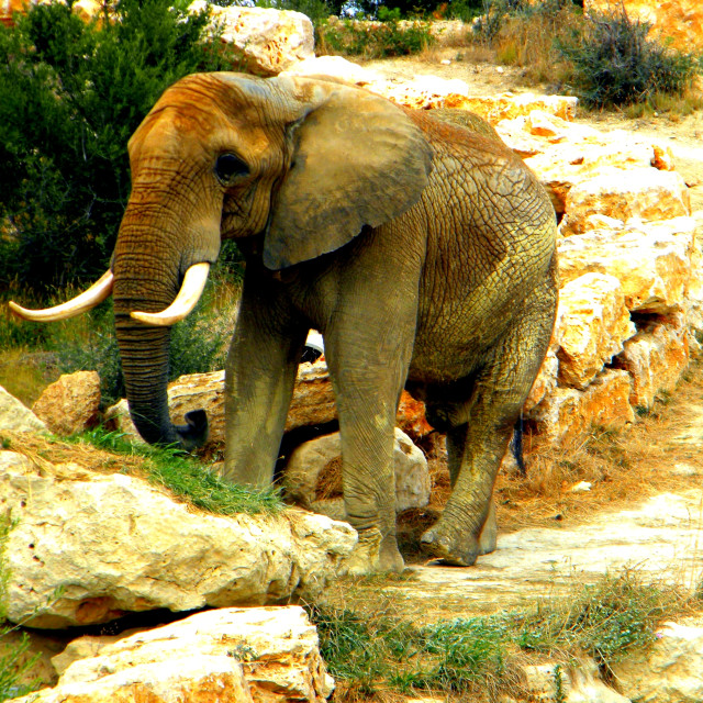 "An Elephant" by Amit Mendelsohn - £50.00 "An Elephant" stock image
