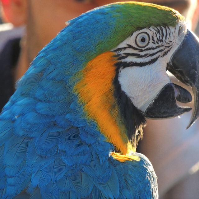 "Parrot close up" by Amit Mendelsohn - £50.00 "Parrot close up" stock image
