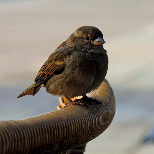 "A little bird" by Amit Mendelsohn - £50.00 "A little bird" stock image