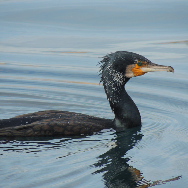 "Cormorant 6" by Amit Mendelsohn - £50.00 "Cormorant 6" stock image