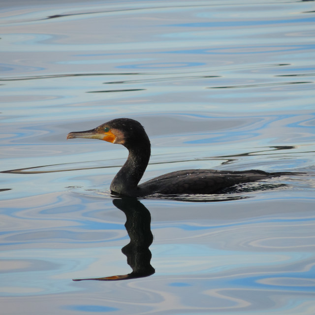 "Cormorant 4" by Amit Mendelsohn - £50.00 "Cormorant 4" stock image