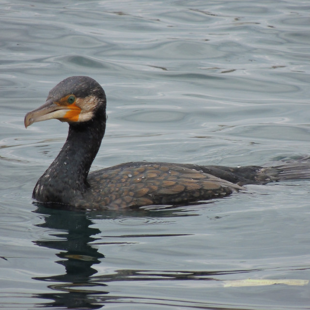 "Cormorant 5" by Amit Mendelsohn - £50.00 "Cormorant 5" stock image