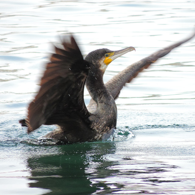 "Cormorant 3" by Amit Mendelsohn - £50.00 "Cormorant 3" stock image