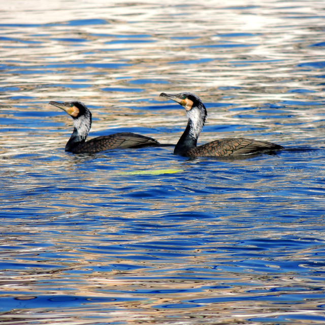 "Cormorant 7" by Amit Mendelsohn - £50.00 "Cormorant 7" stock image