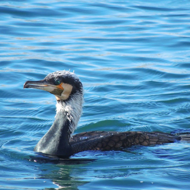 "Cormorant 8" by Amit Mendelsohn - £50.00 "Cormorant 8" stock image