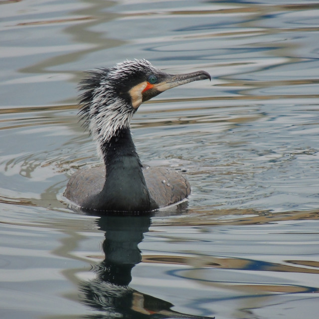 "Cormorant 10" stock image