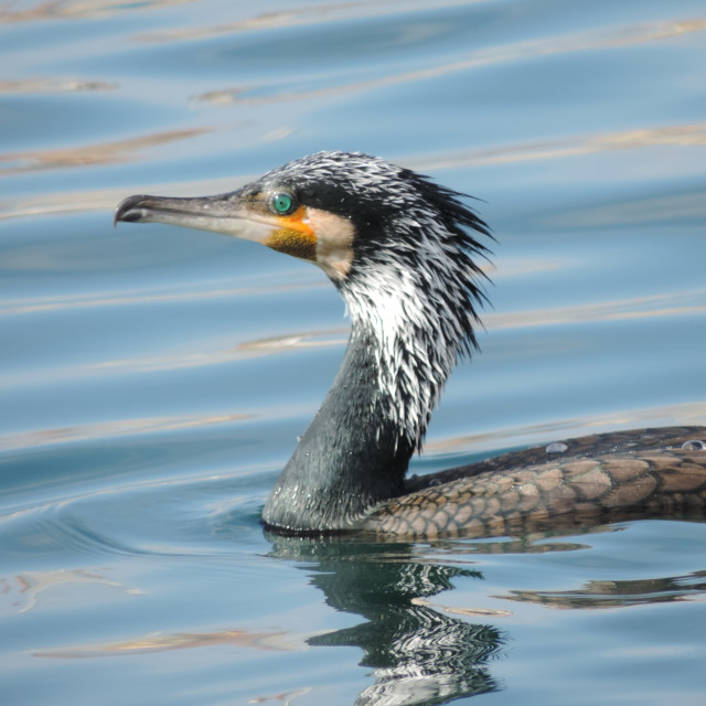 "Cormorant 12" by Amit Mendelsohn - £50.00 "Cormorant 12" stock image