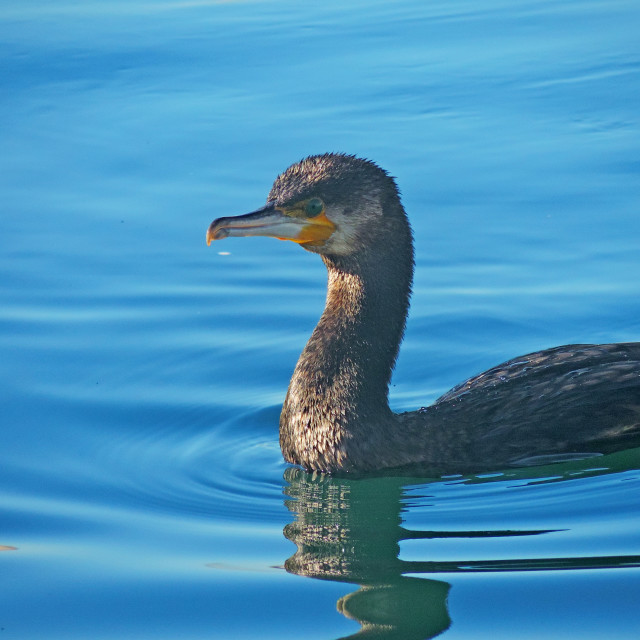 "Cormorant 11" by Amit Mendelsohn - £50.00 "Cormorant 11" stock image