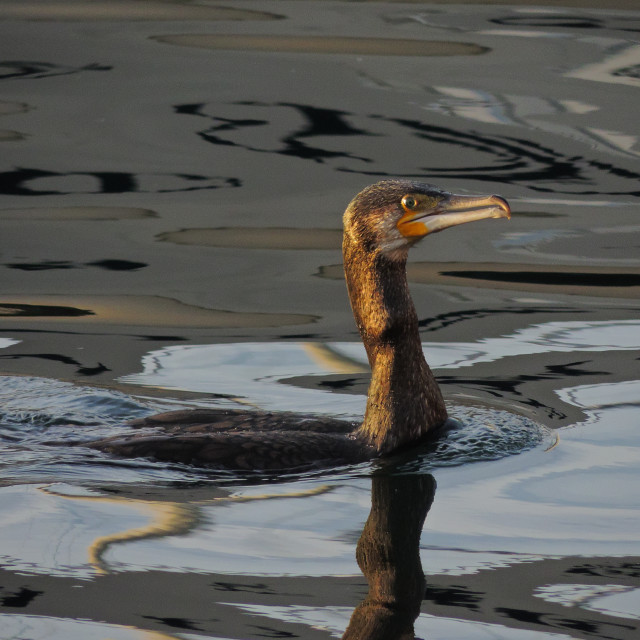 "Cormorant 9" by Amit Mendelsohn - £50.00 "Cormorant 9" stock image