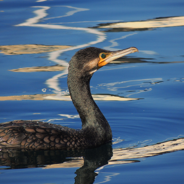 "Cormorant 13" by Amit Mendelsohn - £50.00 "Cormorant 13" stock image