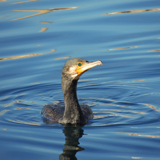 "Cormorant 14" by Amit Mendelsohn - £50.00 "Cormorant 14" stock image
