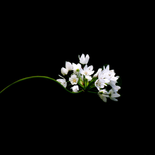 "Jasmine" by Amit Mendelsohn - $62.97 "Jasmine" stock image