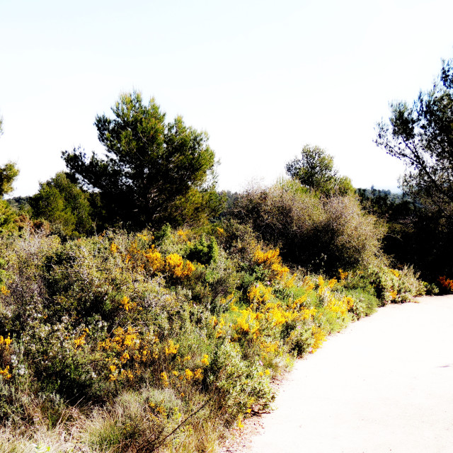 "A road in the nature" stock image