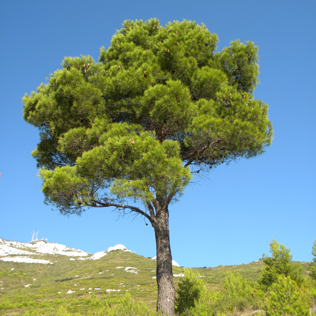 "A pine tree" stock image