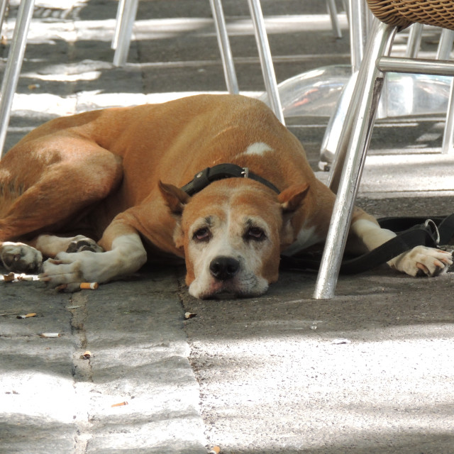 "Dog - Bully Kutta" by Amit Mendelsohn - £50.00 "Dog - Bully Kutta" stock image