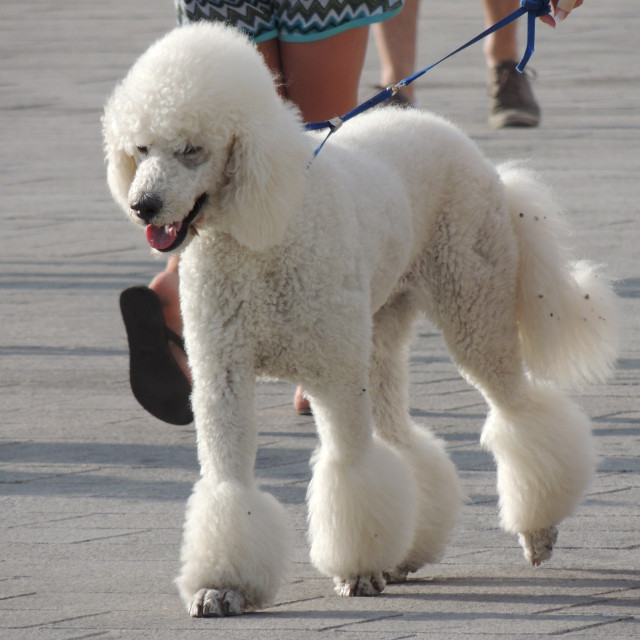 "Dog, big poodle" stock image