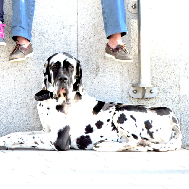 "A great Dane" stock image