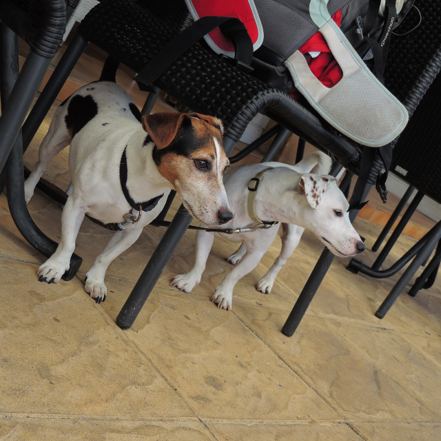 "Jack Russel couple" by Amit Mendelsohn - £50.00 "Jack Russel couple" stock image