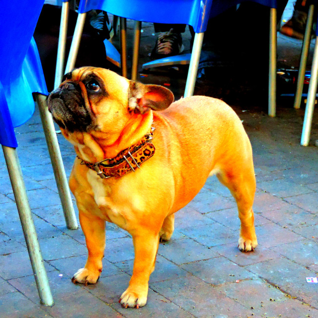 "A French Bulldog" by Amit Mendelsohn - £50.00 "A French Bulldog" stock image