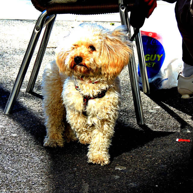 "Dog - Toy Poodle" stock image