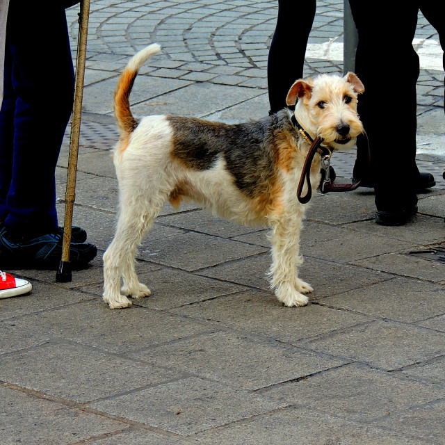 "Taking himself to a walk" by Amit Mendelsohn - £50.00 "Taking himself to a walk" stock image