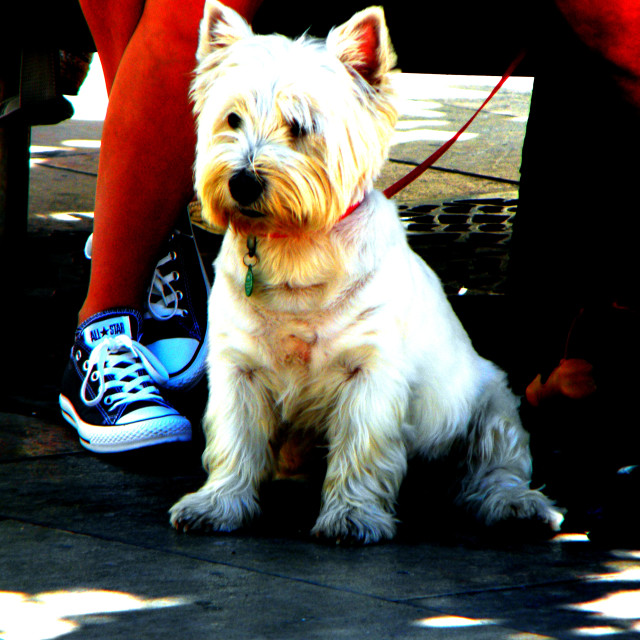 "Little white terrier" stock image