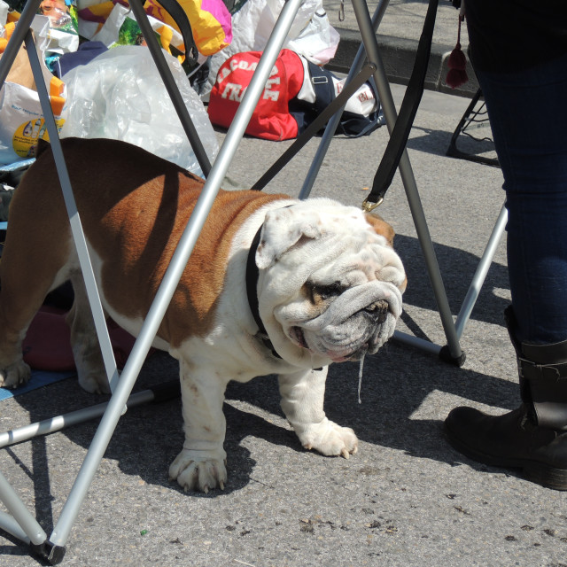 "An English bulldog dribbling" stock image