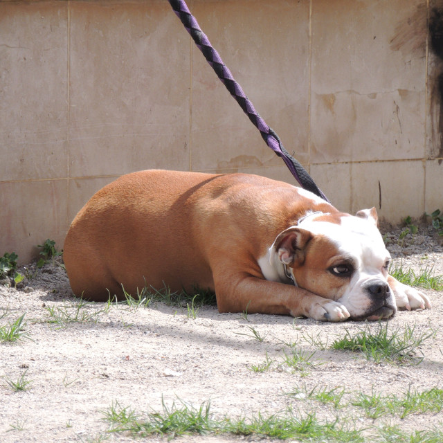 "Olde English Bulldogge" by Amit Mendelsohn - £50.00 "Olde English Bulldogge" stock image