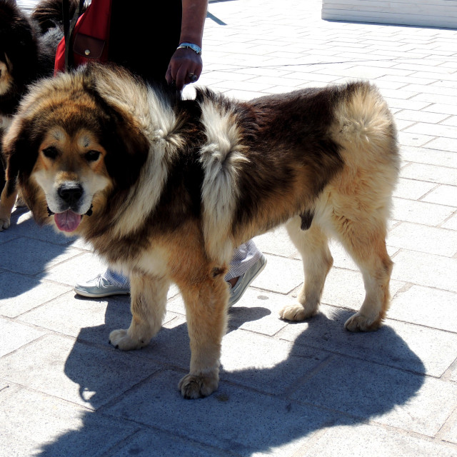 "A Tibetan Mastiff" stock image