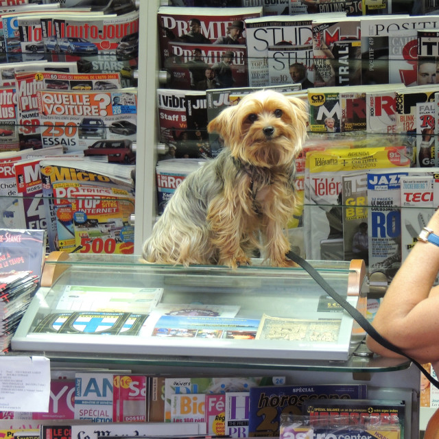 "The happy magazines vendor" stock image