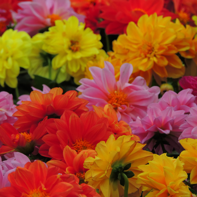 "Dahlia pinnata" by Amit Mendelsohn - £50.00 "Dahlia pinnata" stock image