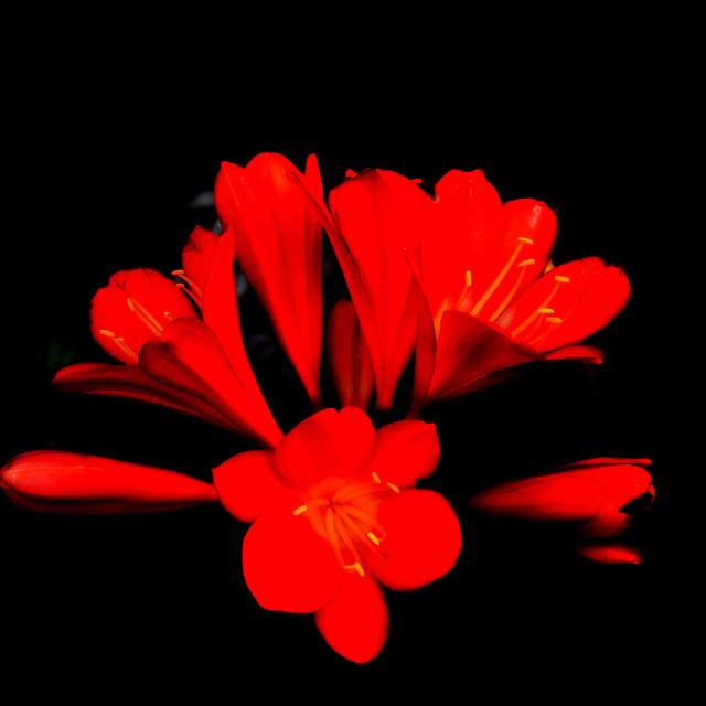 "Bush lily" by Amit Mendelsohn - $62.97 "Bush lily" stock image