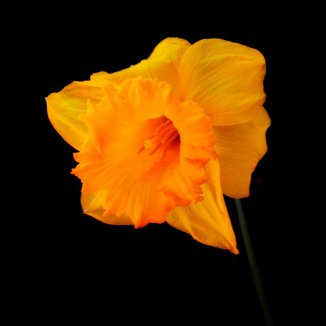 "Jonquil" by Amit Mendelsohn - $62.97 "Jonquil" stock image