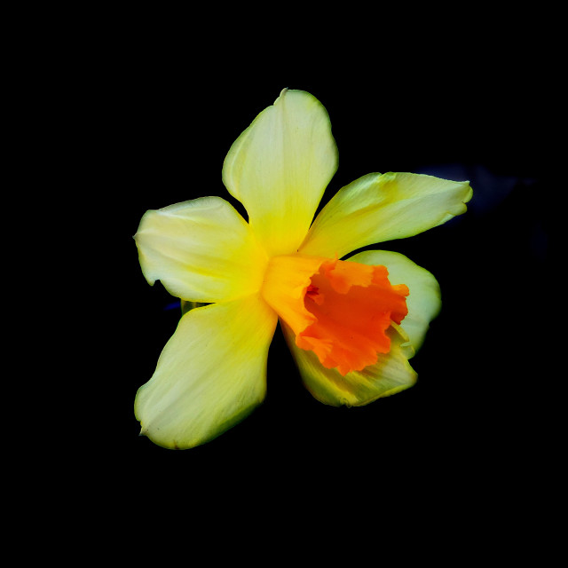 "Jonquil" by Amit Mendelsohn - $62.97 "Jonquil" stock image
