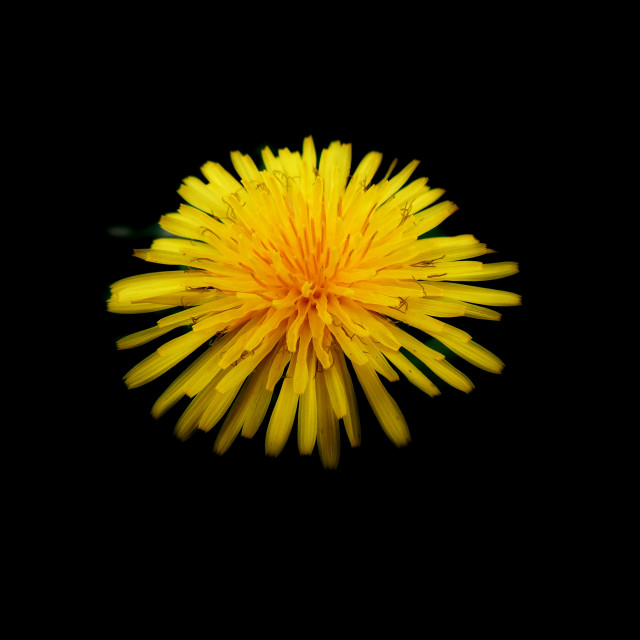 "Common Dandelion" stock image