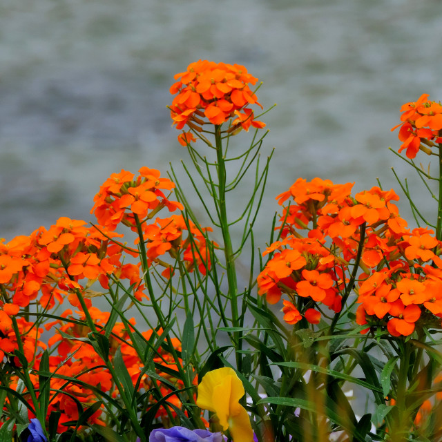 "Marigold" by Amit Mendelsohn - £50.00 "Marigold" stock image