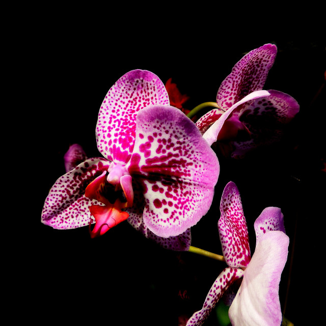 "Orchid" stock image