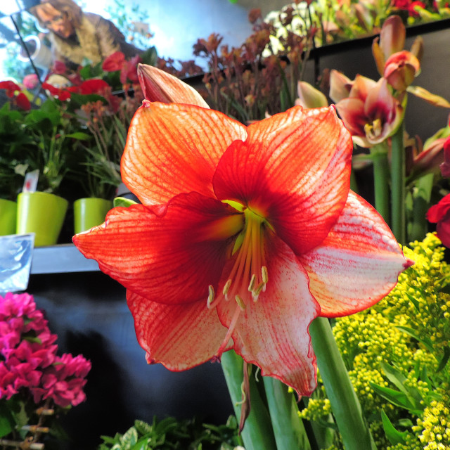 "Amaryllis" stock image