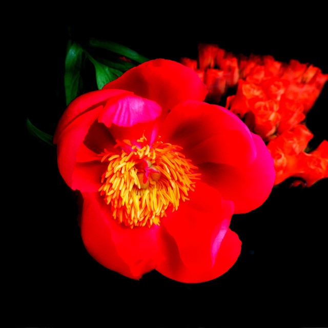 "Paeonia tenuifolia" stock image