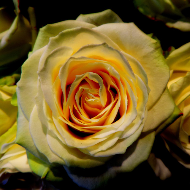 "White rose" by Amit Mendelsohn - £50.00 "White rose" stock image