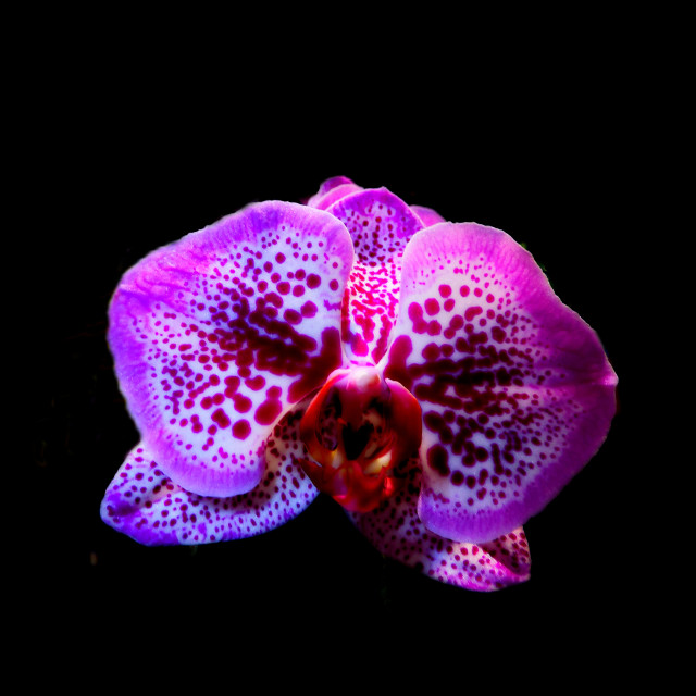 "Orchid" stock image