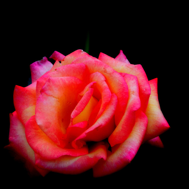 "Rose" by Amit Mendelsohn - $62.97 "Rose" stock image